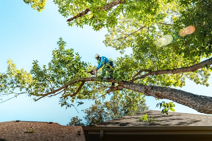 Climber in blue working out along a long limb against blue sky and green canopy, the shingled roof and gutter of a house below