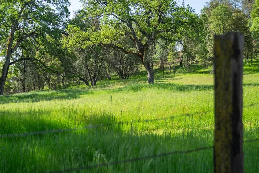 Broad, low-branching oaks standing along the far edge of an open green pasture in the Middle Tennessee countryside, a weathered wooden fence post and wire in the foreground
