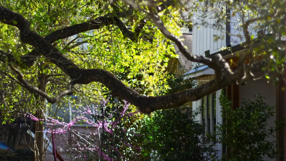 Heavy spreading hardwood limbs with backlit new spring leaves over a blooming redbud and a white clapboard porch on a Middle Tennessee spring morning